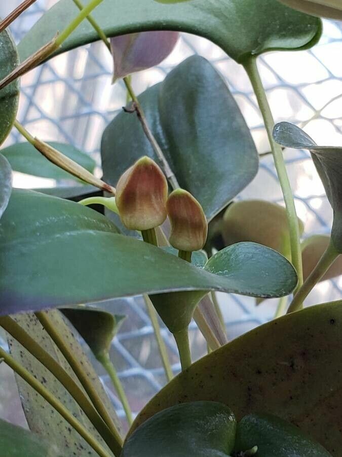 Pleurothallis maduroi fruit