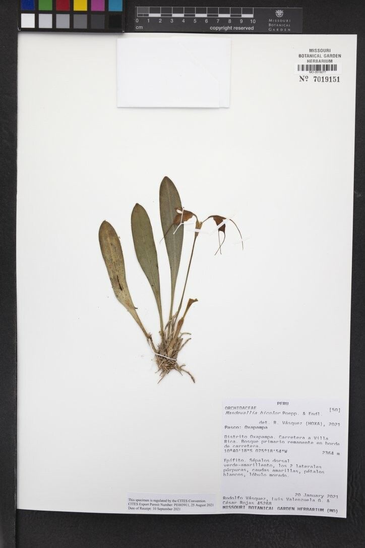 Masdevallia bicolor other