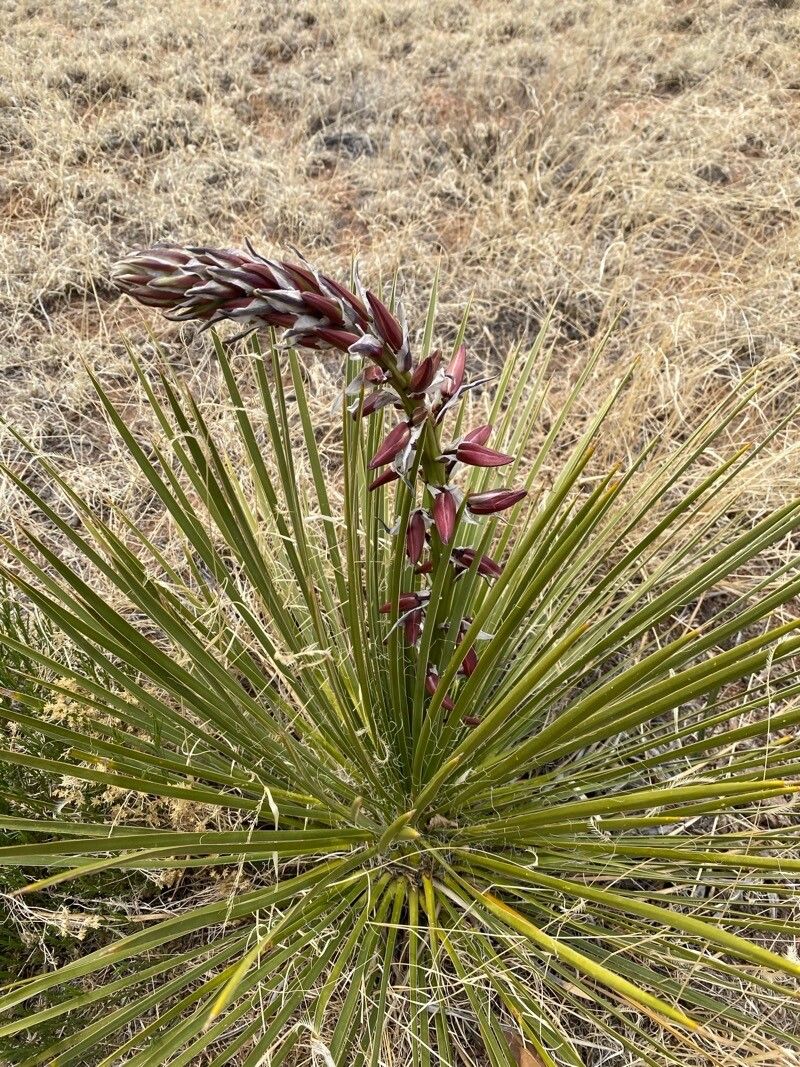 Yucca angustissima flower