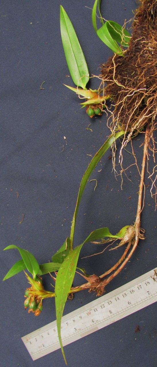 Camaridium horichii other