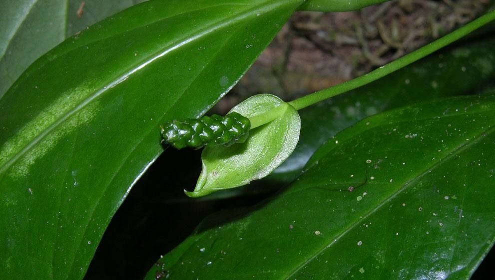 Anthurium llanense leaf