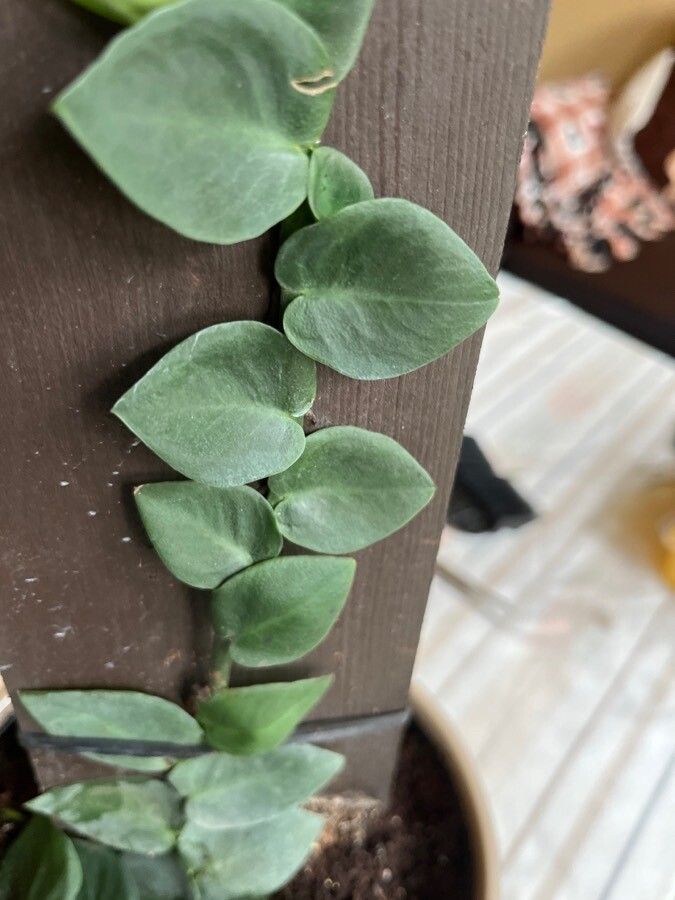 Rhaphidophora hayi bark