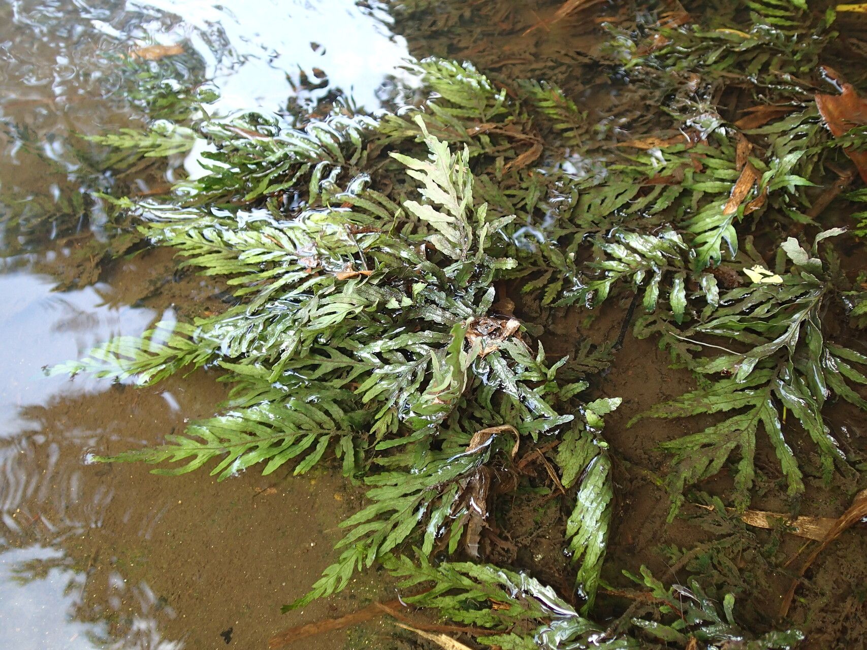 Bolbitis heudelotii leaf