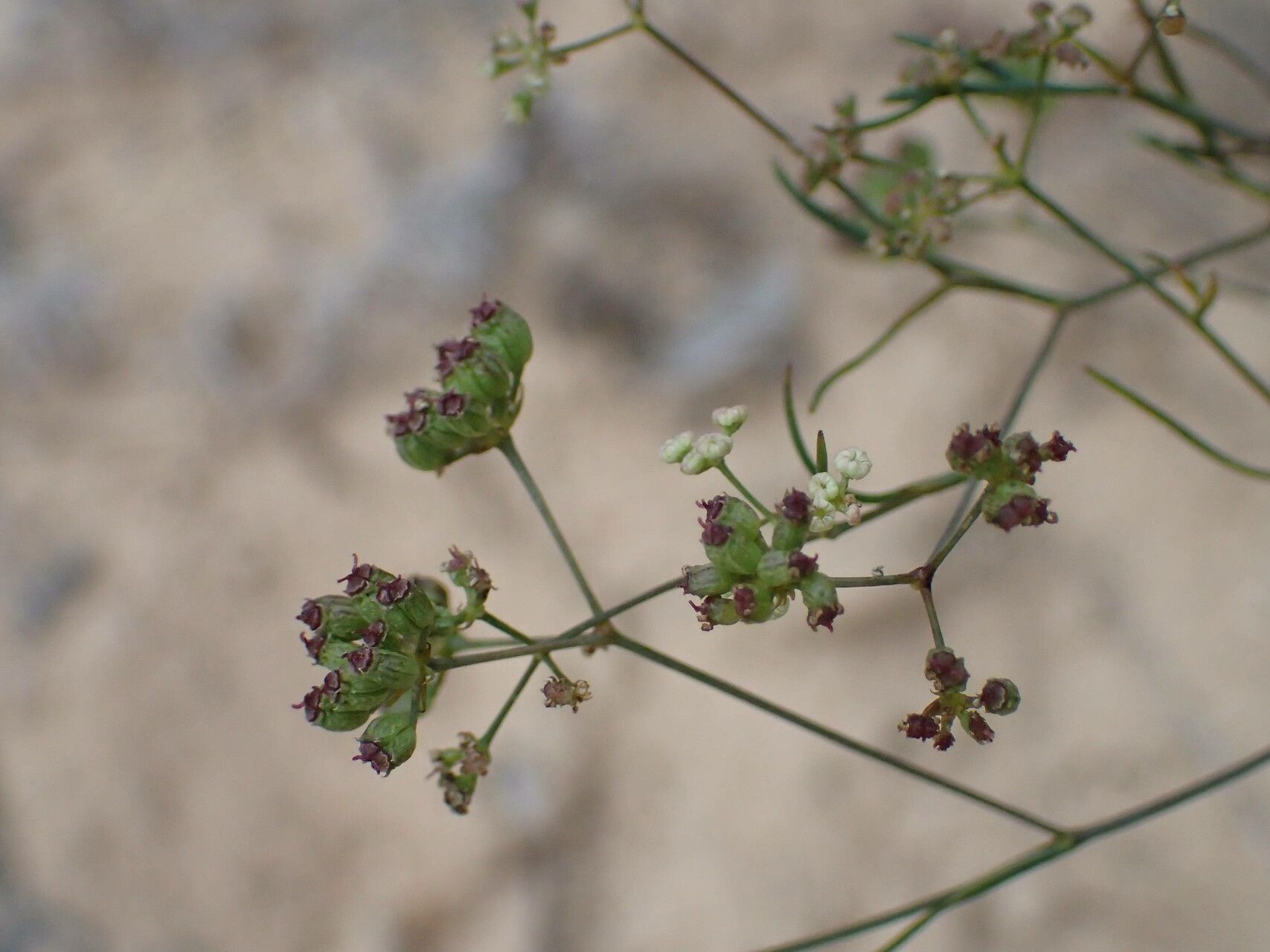 Seseli longifolium fruit