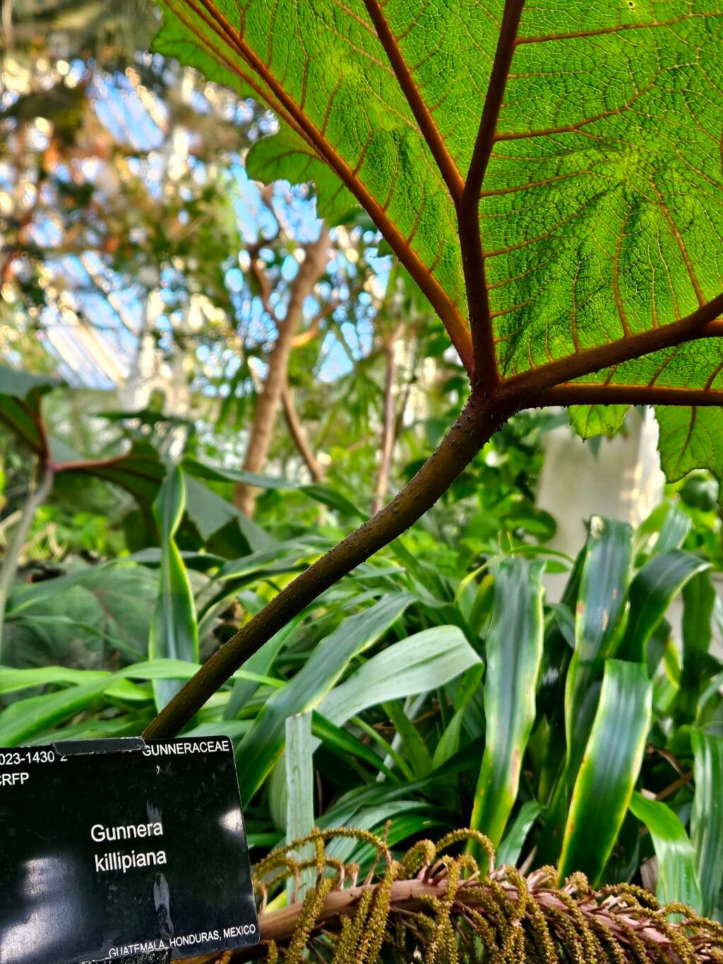 Gunnera killipiana bark