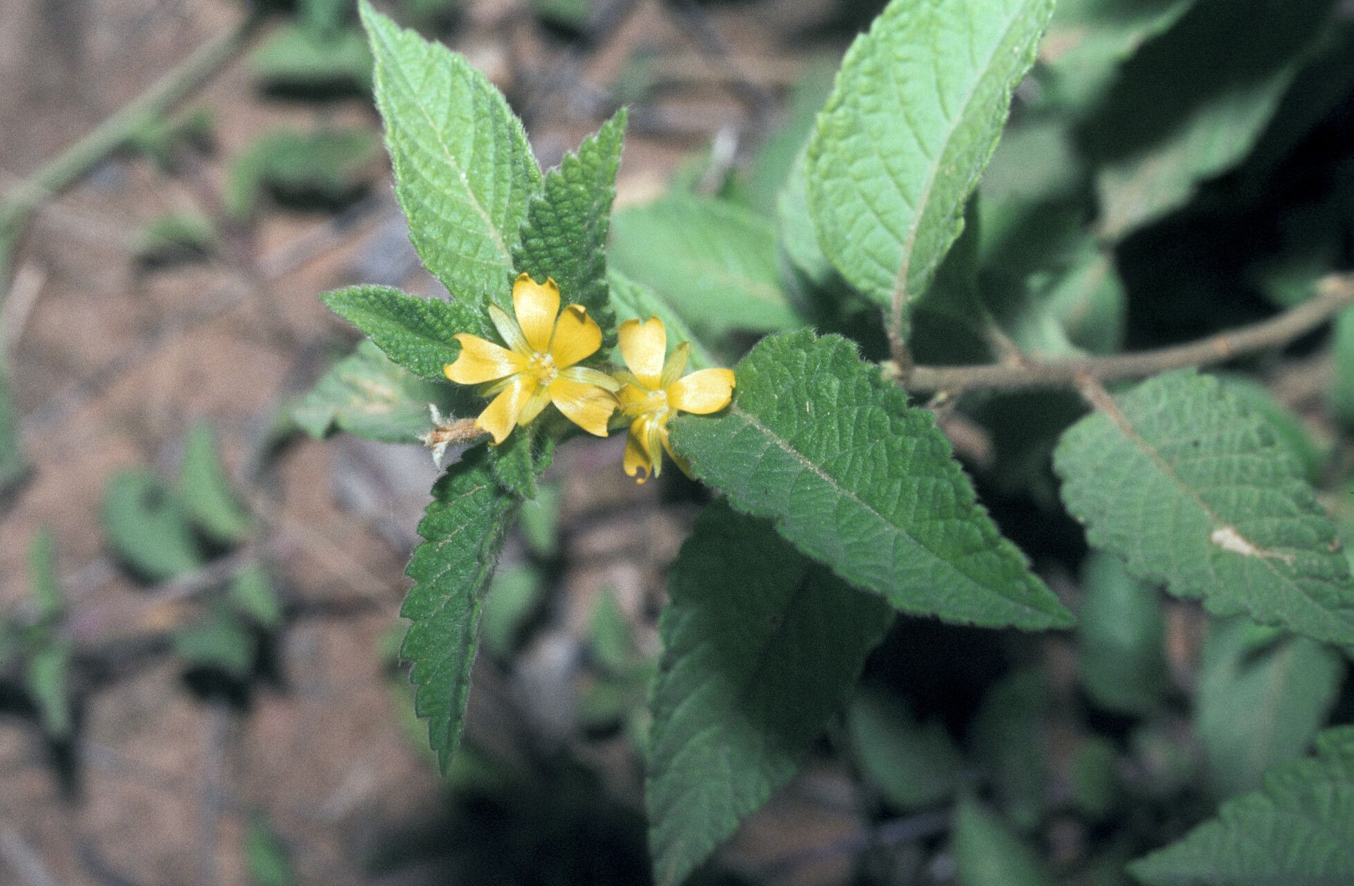 Turnera odorata — houseplant care guide