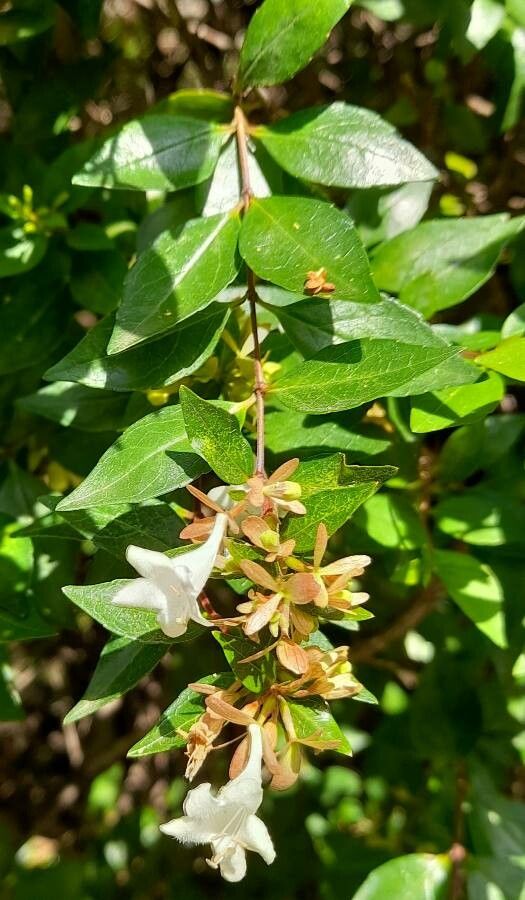 Abelia grandifolia leaf