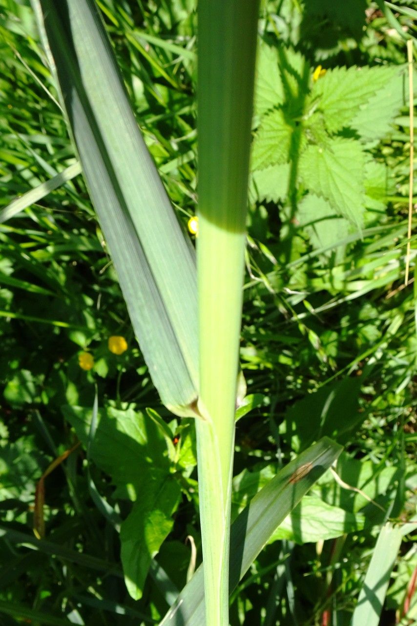 Avena fatua leaf