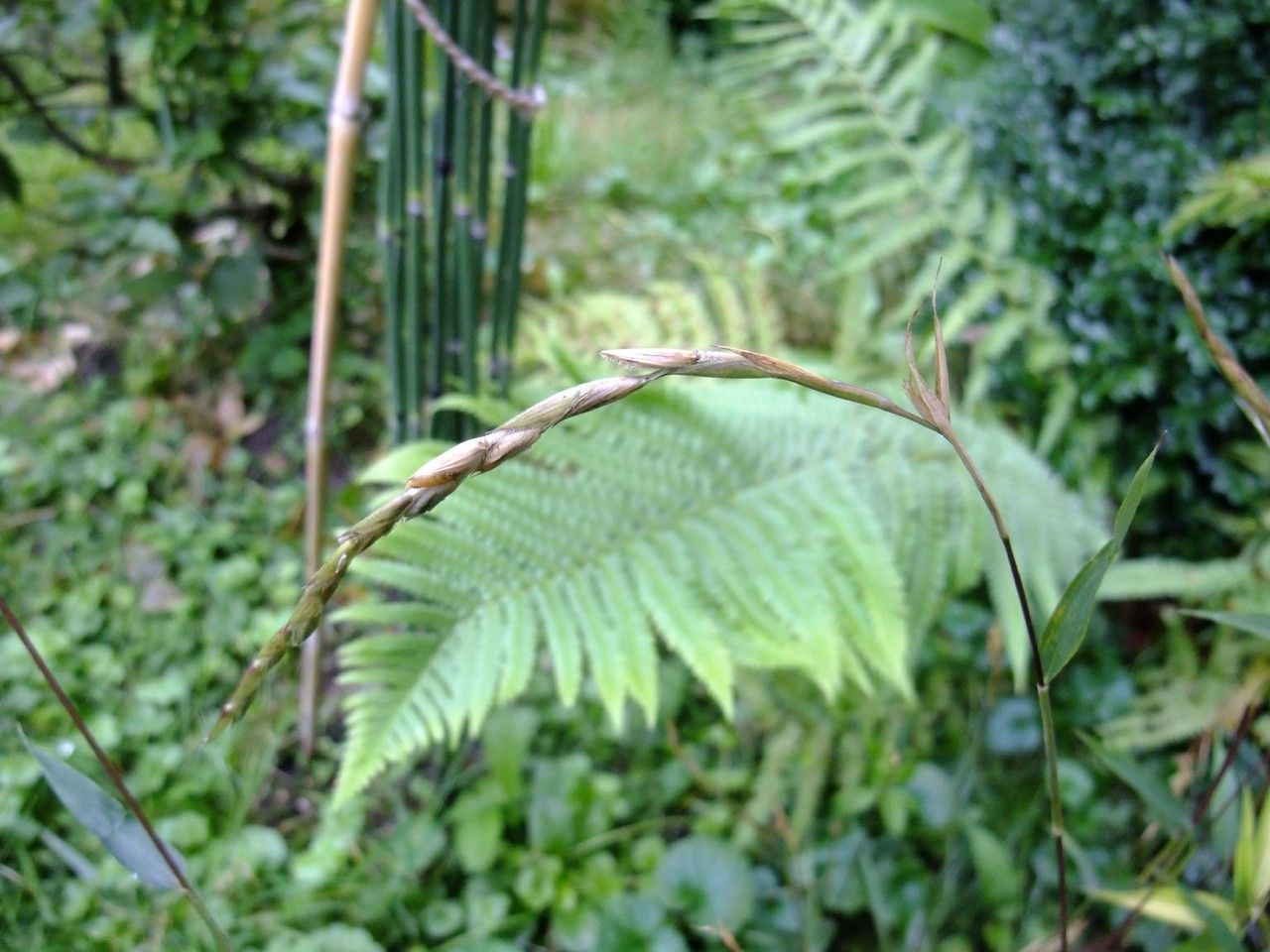 Pseudosasa disticha leaf