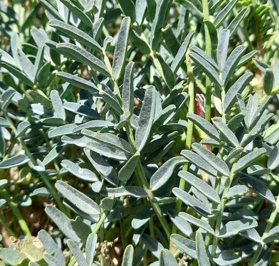 Astragalus arnottianus — houseplant care guide