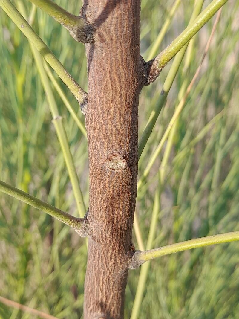 Moringa peregrina bark