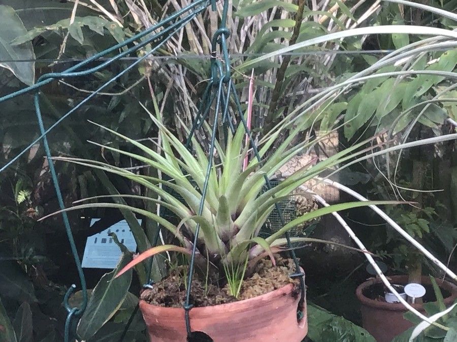 Tillandsia fasciculata