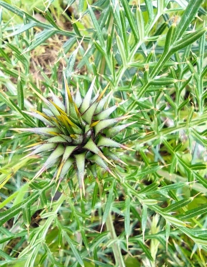 Cynara humilis flower