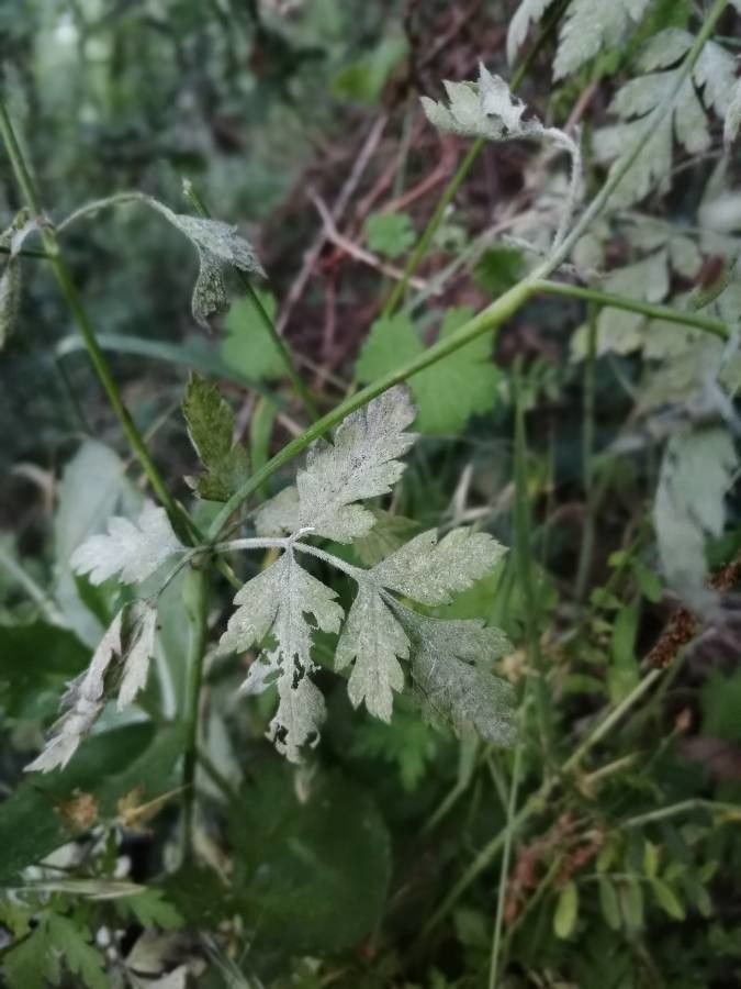 Chaerophyllum nodosum — search result for 'Chaerophyllum'