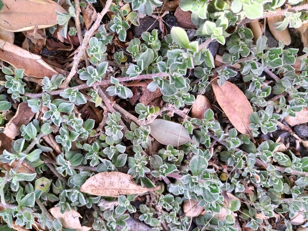 Galenia pubescens habit