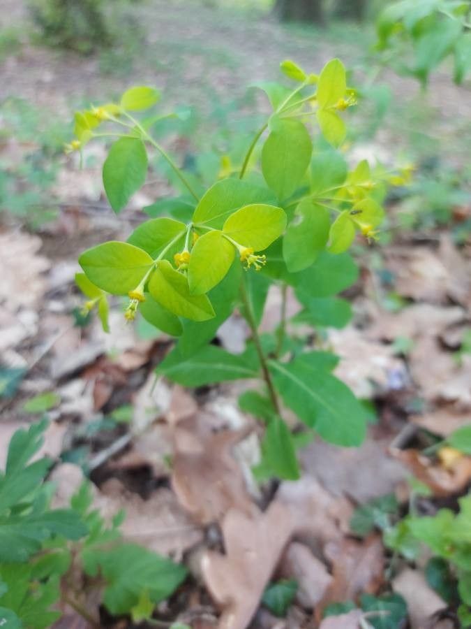 Euphorbia carniolica habit