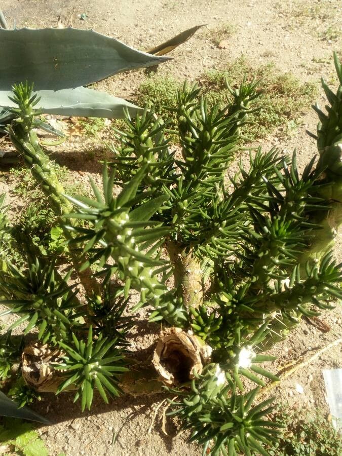 Opuntia cylindrica leaf