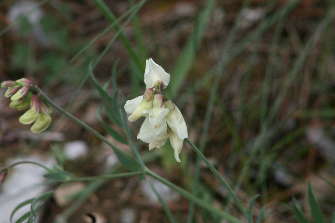 Lathyrus pannonicus flower
