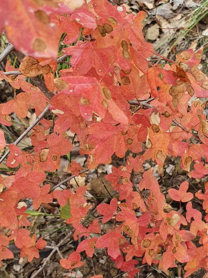 Acer grandidentatum leaf