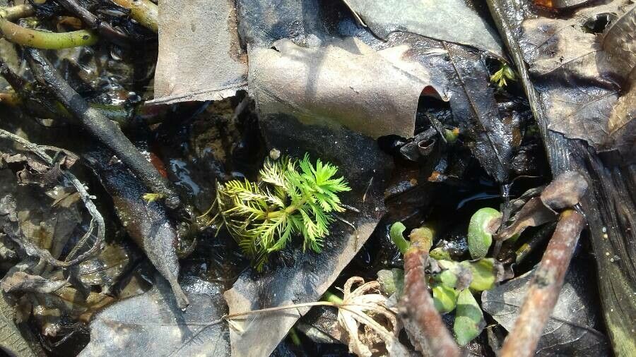 Myriophyllum aquaticum