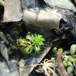 Myriophyllum aquaticum