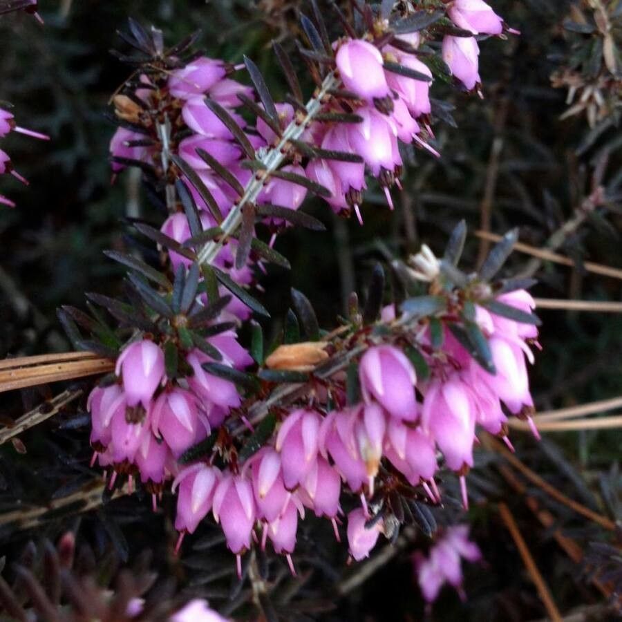 Erica cinerea flower