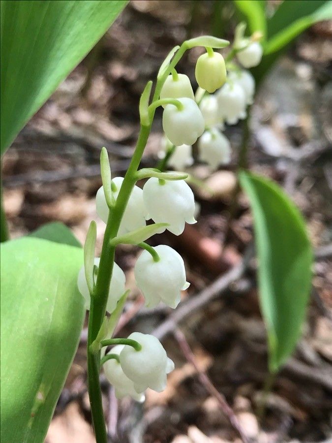 Convallaria majuscula