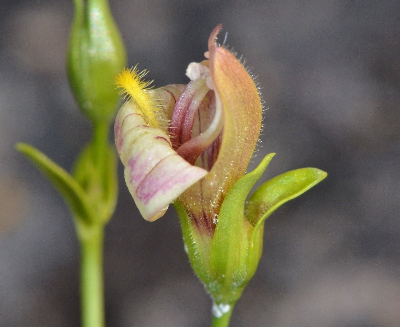Keckiella lemmonii — search result for 'Penstemon'