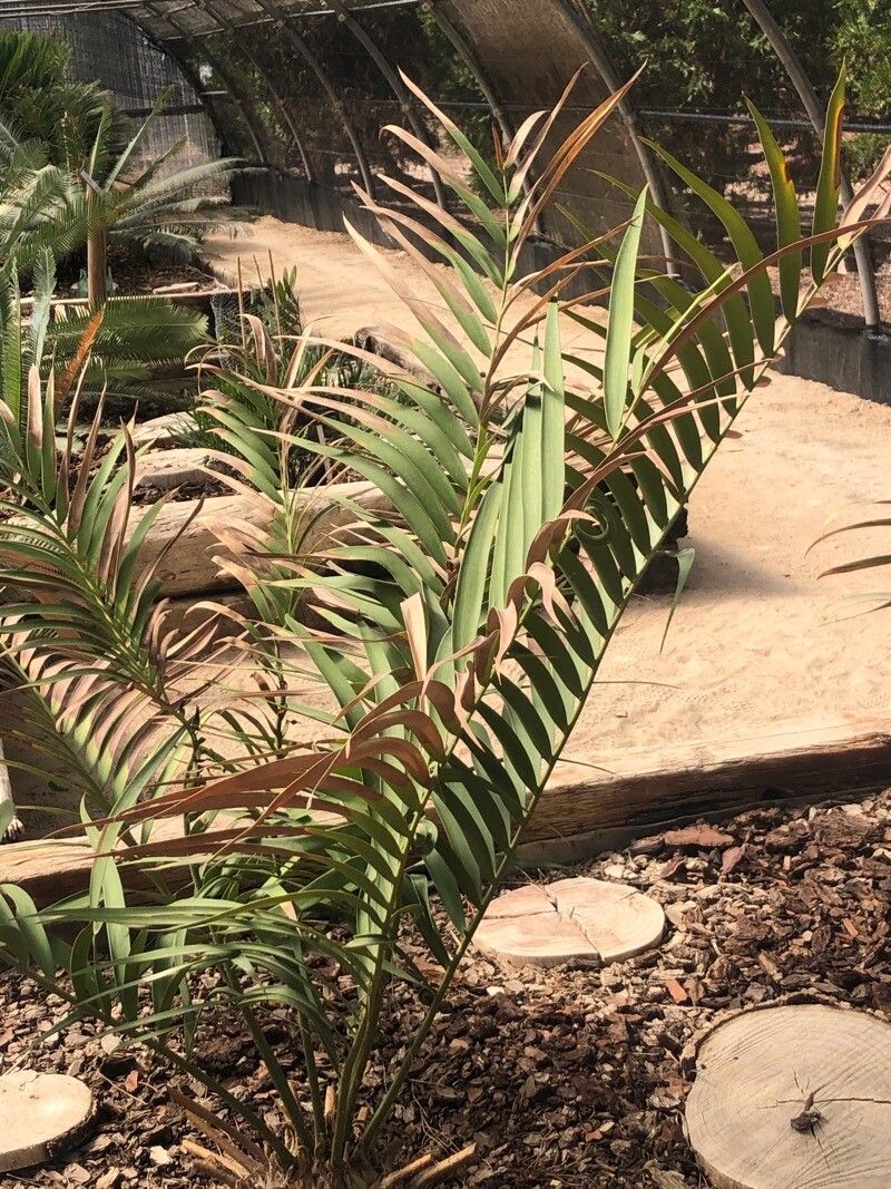 Ceratozamia mexicana — search result for 'Zamiaceae'