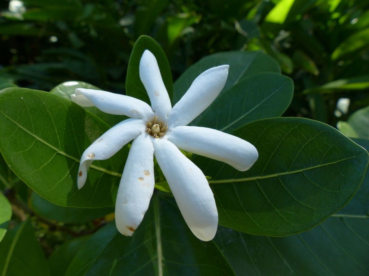 Gardenia taitensis flower