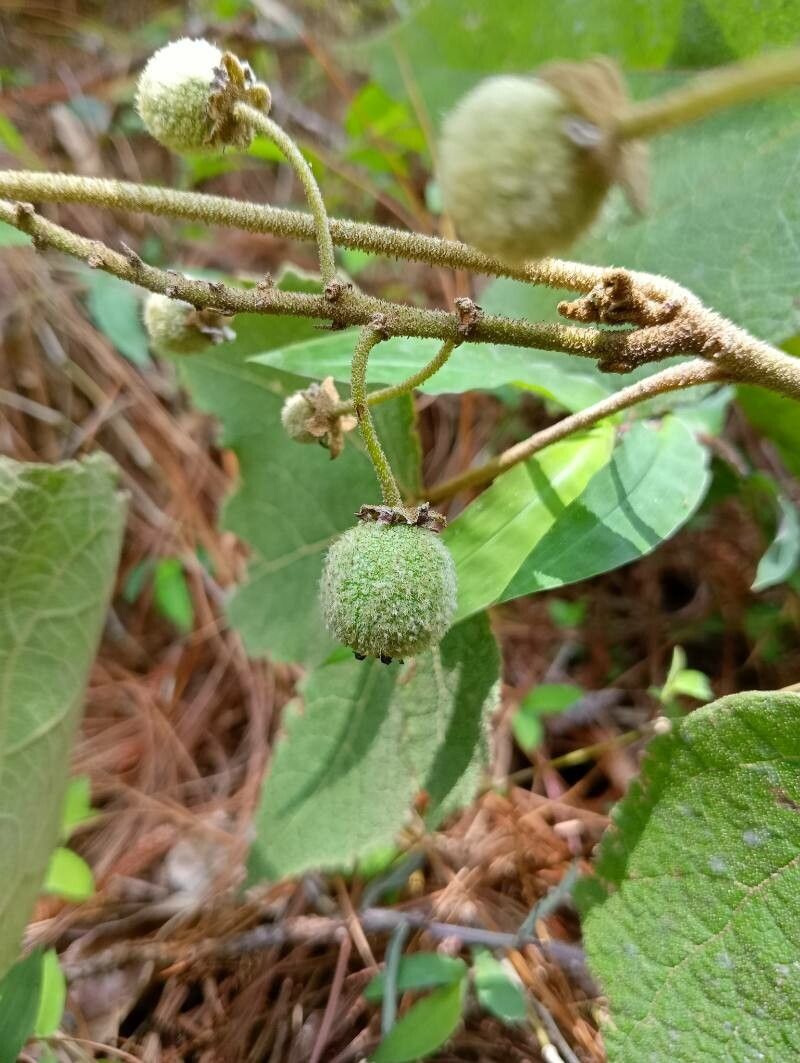 Croton goudotii fruit