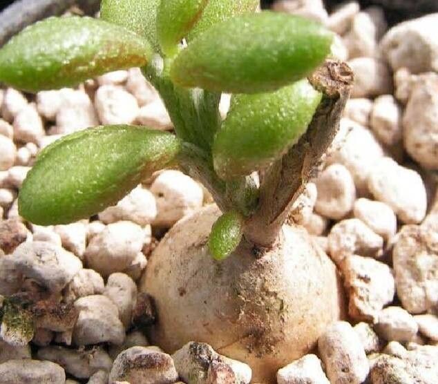 Tylecodon similis habit