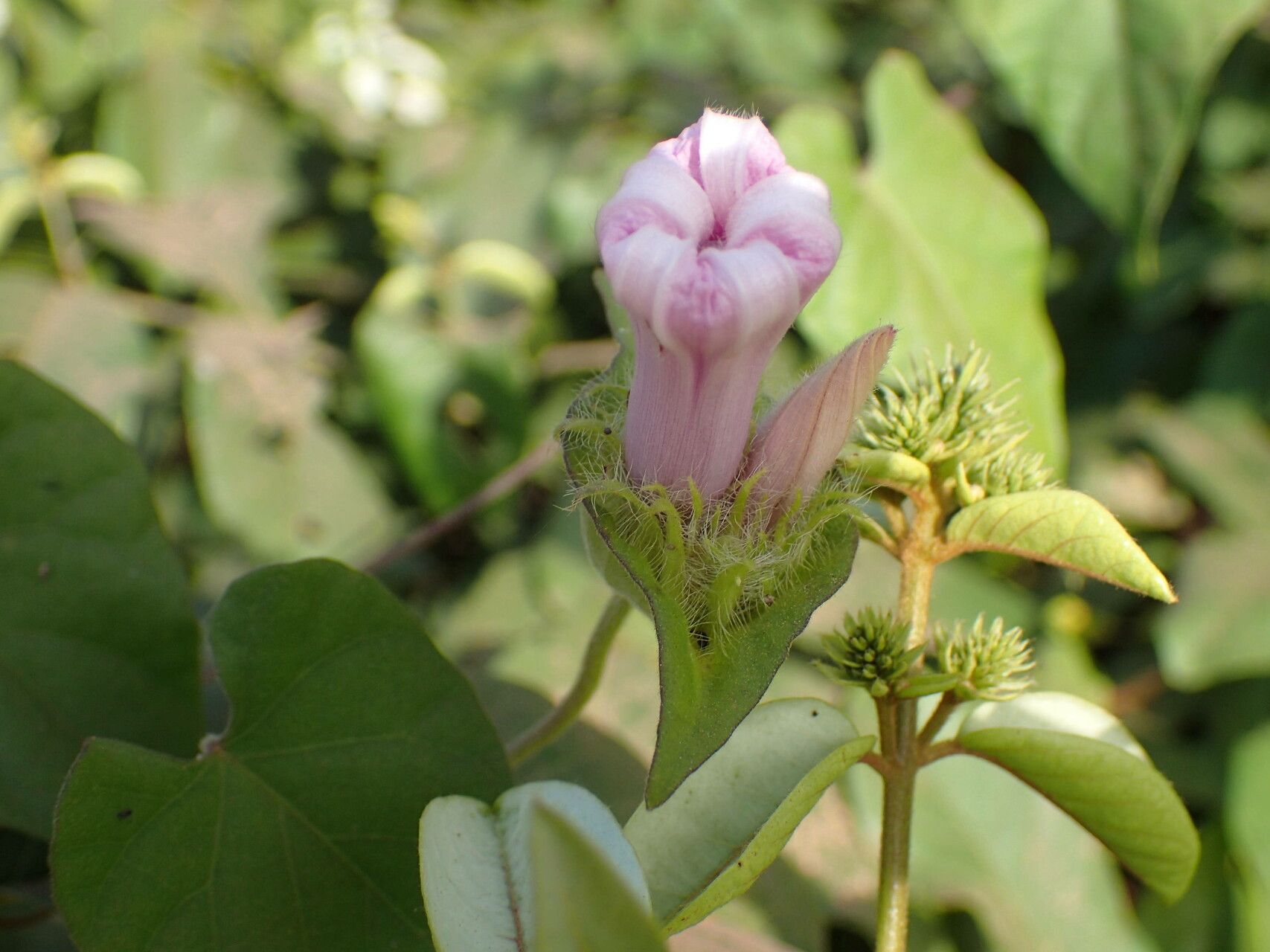 Ipomoea pileata — houseplant care guide