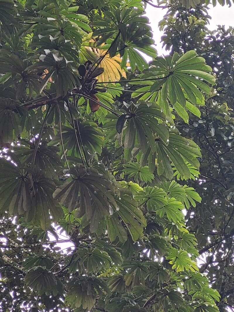 Cecropia obtusifolia leaf