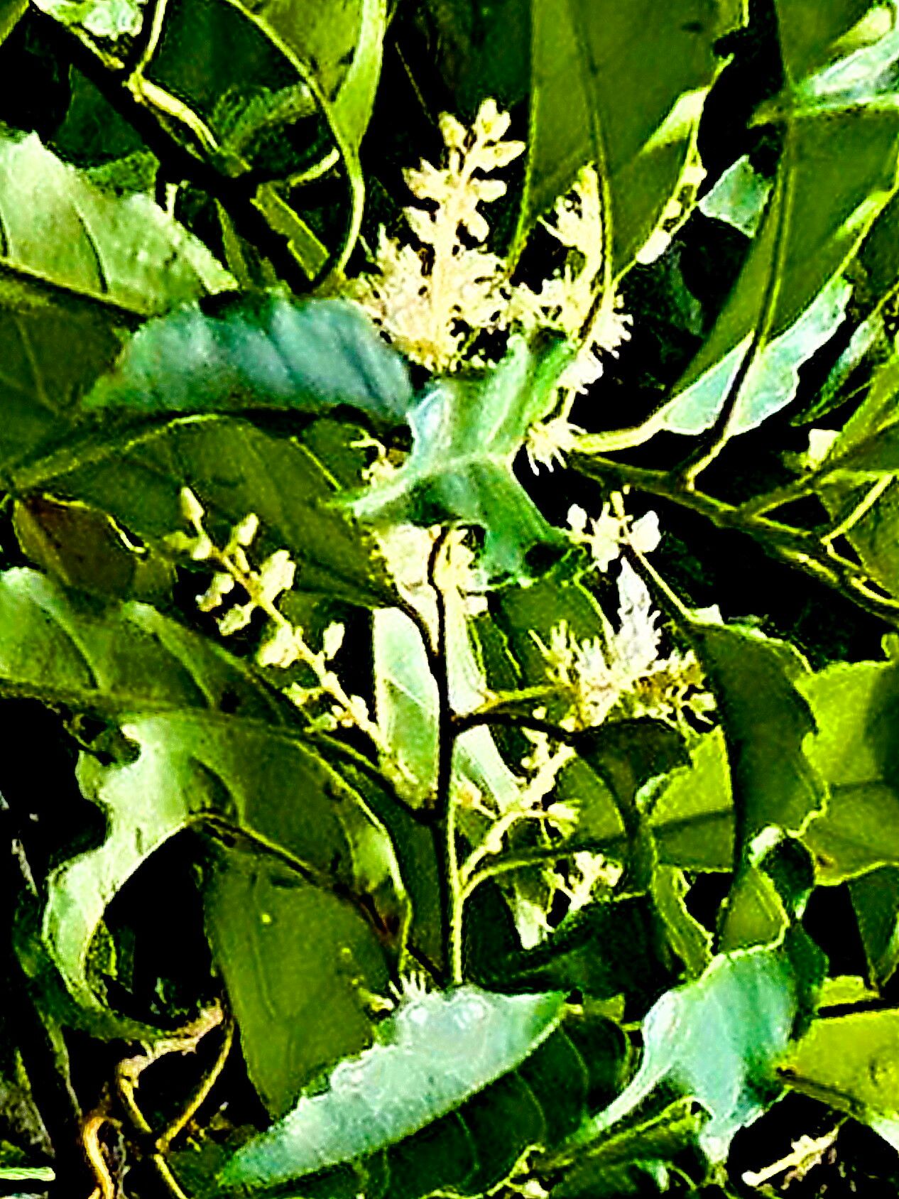 Itea parviflora — related species from the same genus