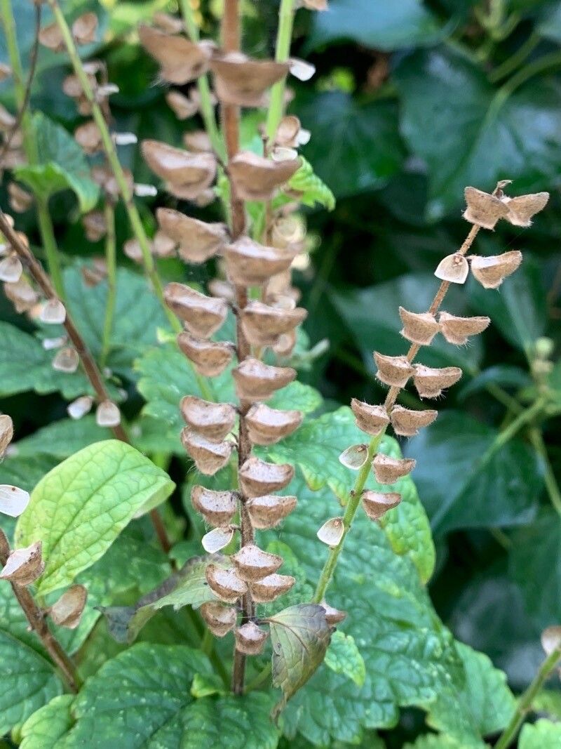 Scutellaria altissima fruit