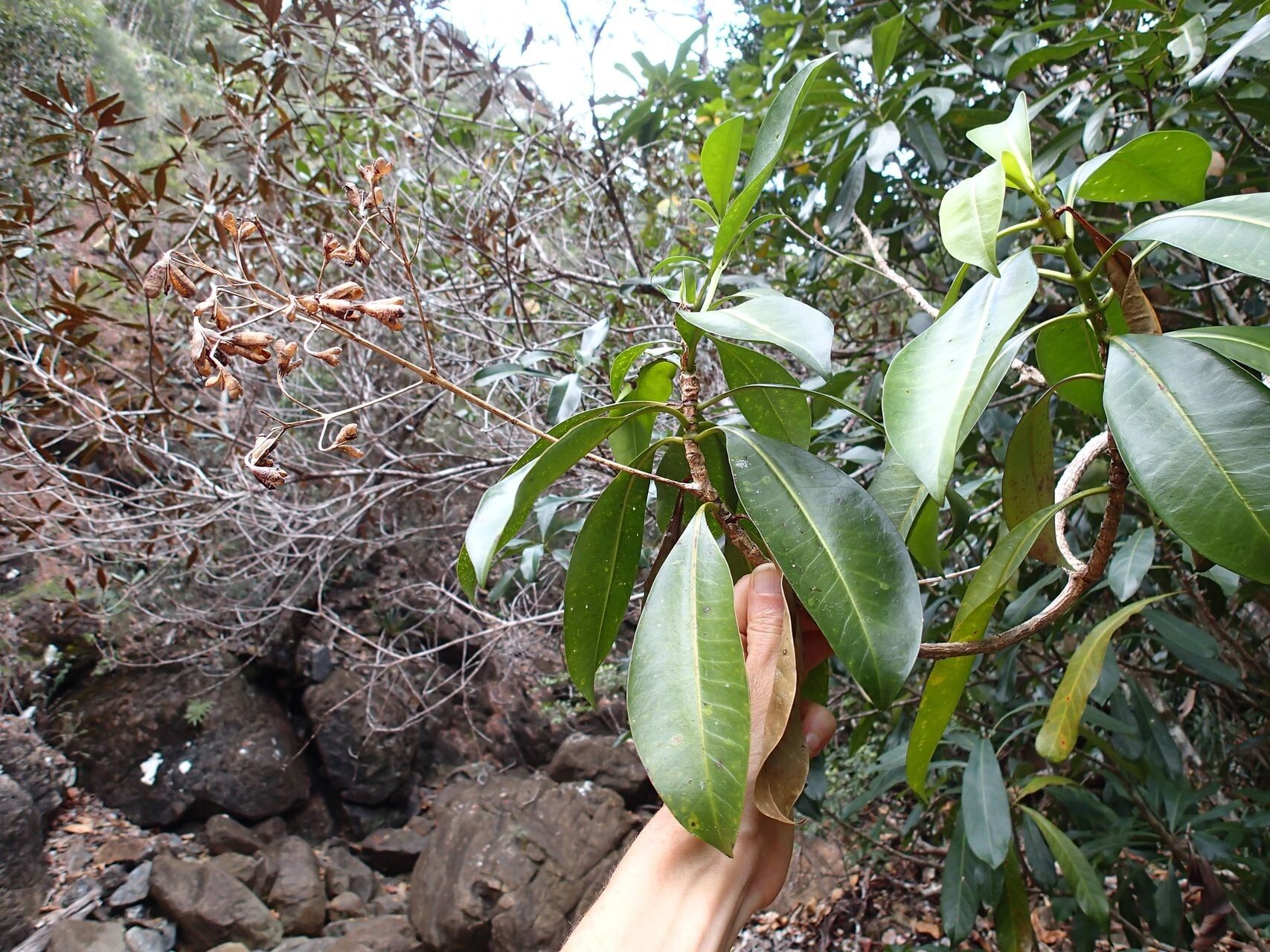 Thiollierea propinqua — houseplant care guide