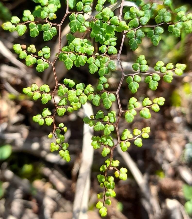 Cheilanthes dichotoma leaf