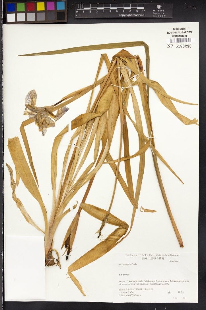 Vanilla appendiculata — related species from the same genus