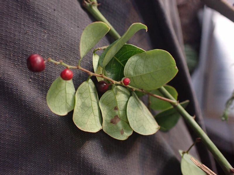 Phyllanthus muellerianus — search result for 'Phyllanthus'