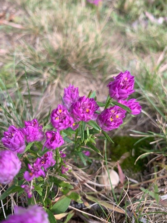 Polygala sanguinea flower