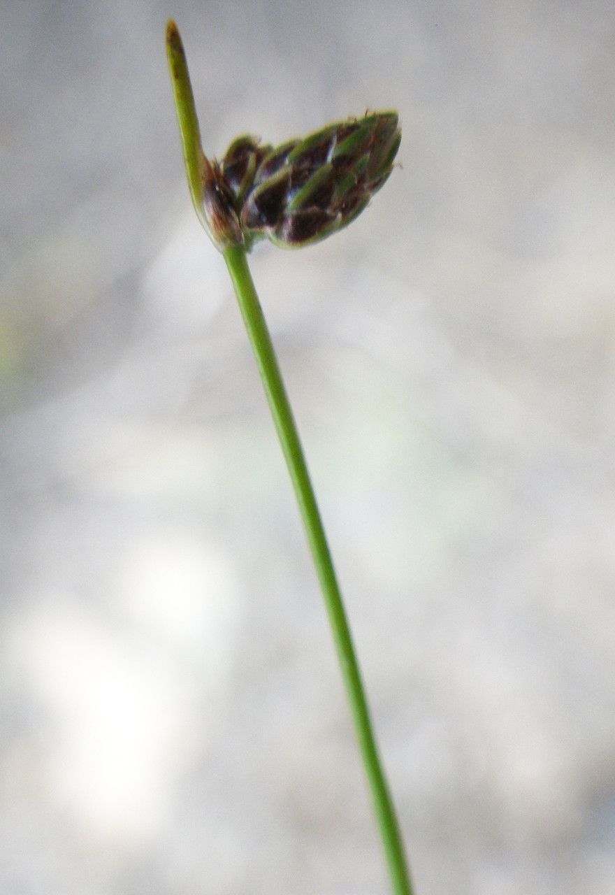Isolepis pseudosetacea — houseplant care guide