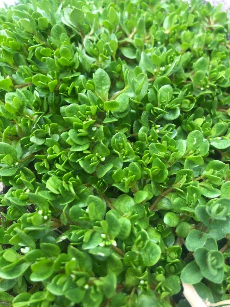 Montia fontana — related species from the same genus