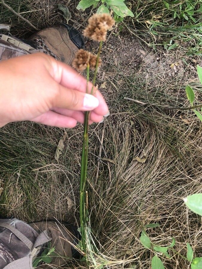 Juncus torreyi other