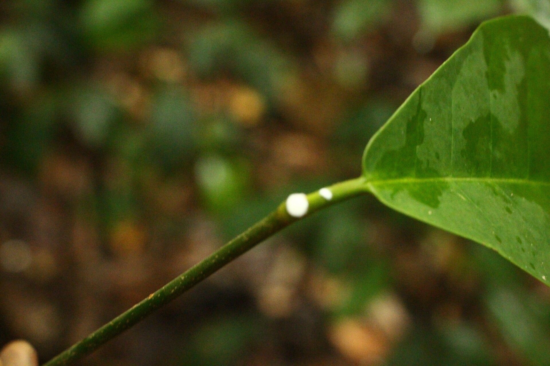 Landolphia landolphioides — houseplant care guide