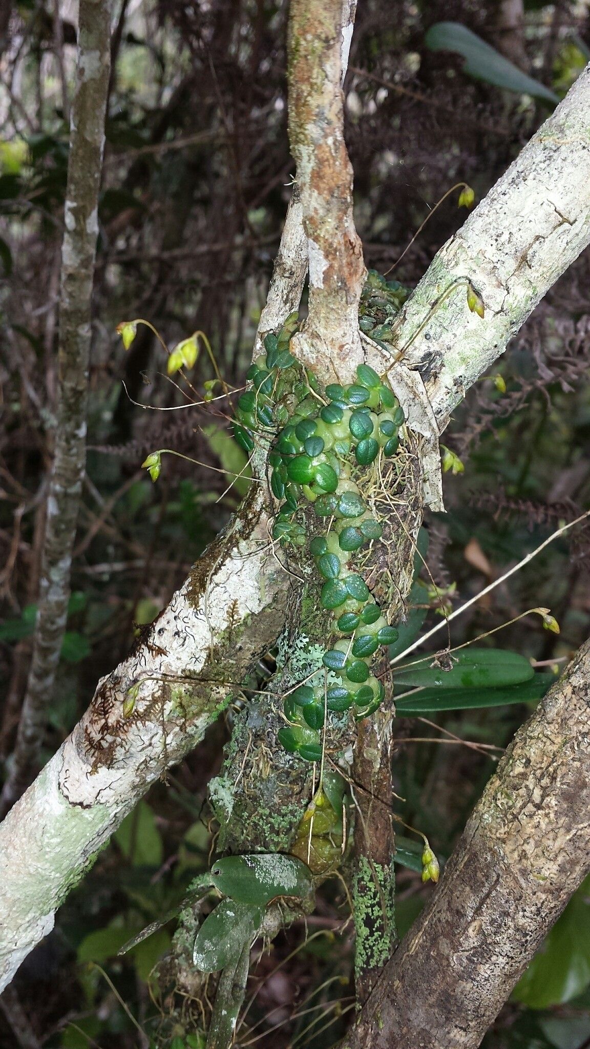 Bulbophyllum forsythianum habit