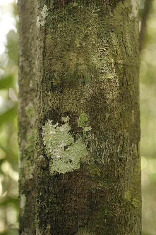 Ilex guianensis bark