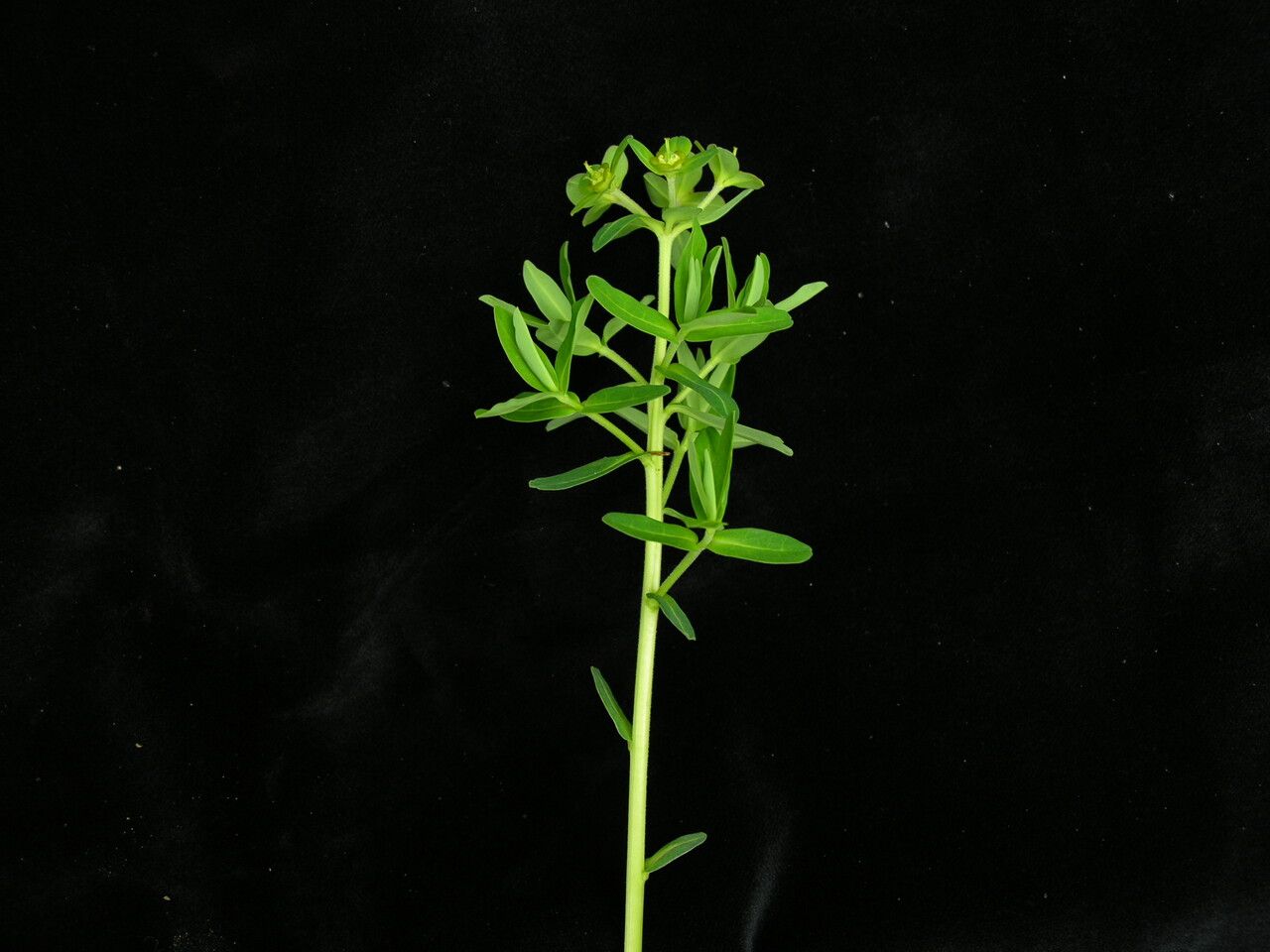 Euphorbia stracheyi habit