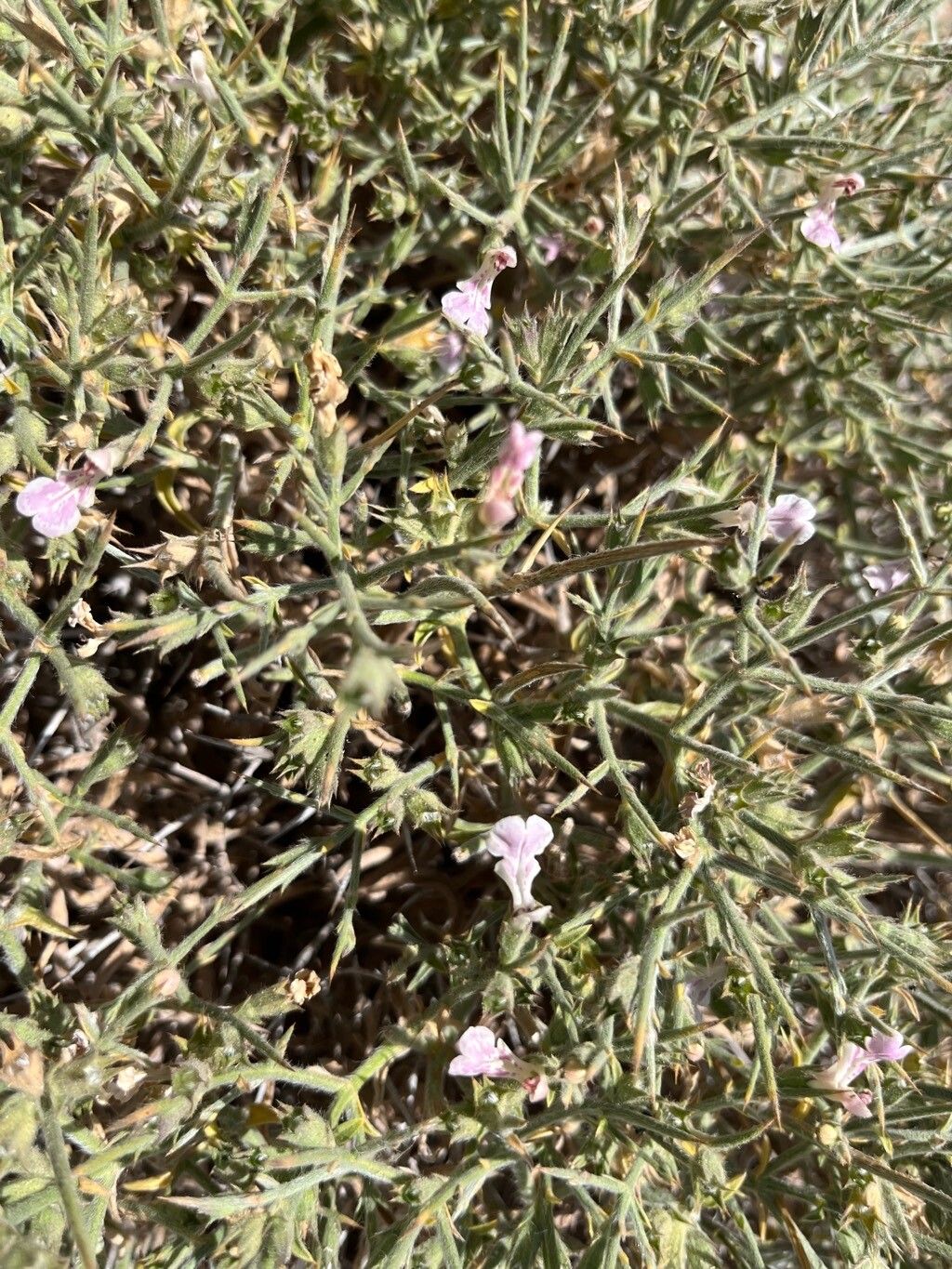 Stachys spinosa — houseplant care guide