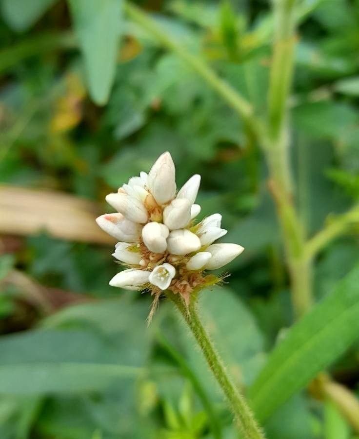 Polygonum stelligerum flower